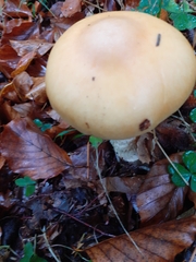 Stropharia ambigua