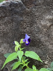 Torenia fournieri