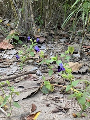 Torenia fournieri