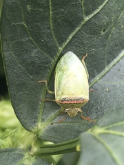 Piezodorus guildinii