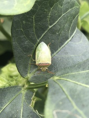 Piezodorus guildinii