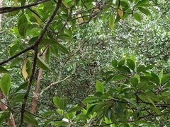 Boiga melanota