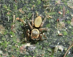 Carrhotus xanthogramma