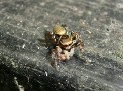 Carrhotus xanthogramma