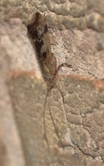 Limnephilus lunatus