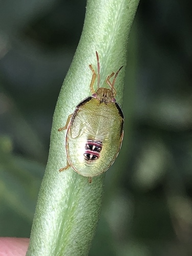 Red-banded Stink Bug photo 4