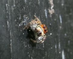 Carrhotus xanthogramma