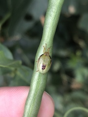 Piezodorus guildinii