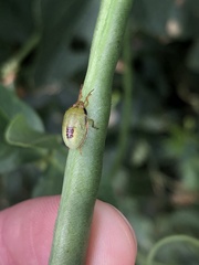 Piezodorus guildinii