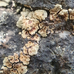 Acarospora fuscata
