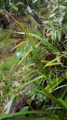 Carex boryana