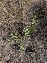 Asclepias asperula