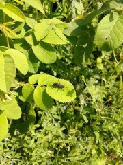 Macrophya annulata