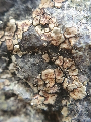 Acarospora fuscata