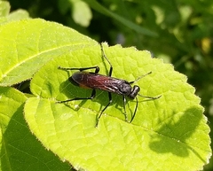 Macrophya annulata