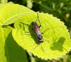 Macrophya annulata