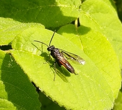 Macrophya annulata