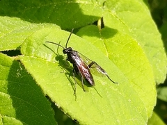 Macrophya annulata