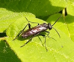 Macrophya annulata