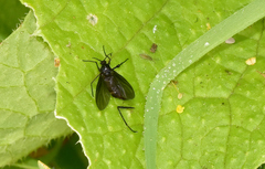 Sciara hemerobioides