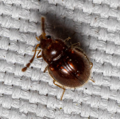 Anamorphidae