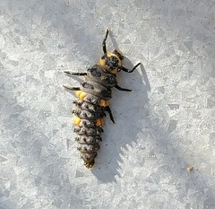 Coccinella