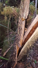 Acanthophoenix rubra