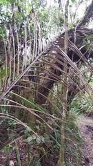 Acanthophoenix rubra