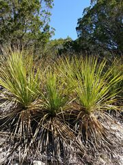 Dasylirion texanum