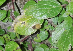 Lamprohiza mulsantii