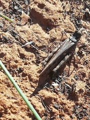 Acrotylus