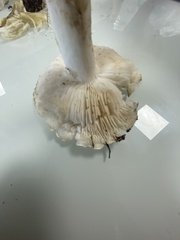 Tricholoma columbetta