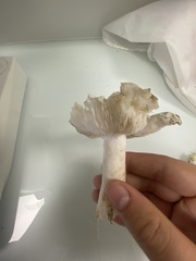 Tricholoma columbetta