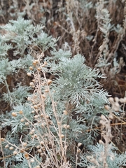 Artemisia arborescens