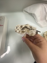 Tricholoma columbetta