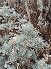 Artemisia arborescens