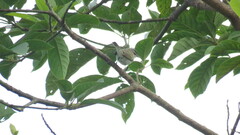 Vireo olivaceus