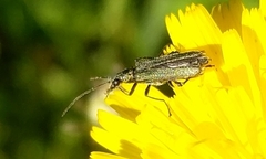 Oedemera