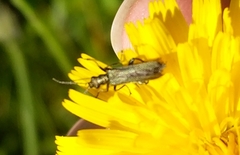 Oedemera
