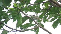 Vireo olivaceus