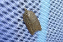 Acleris sparsana