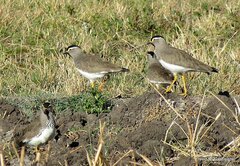 Vanellus melanocephalus