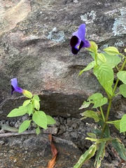 Torenia fournieri