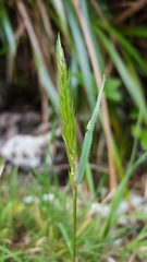 Anthoxanthum odoratum