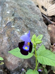 Torenia fournieri