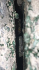 Cyrtopodion scabrum