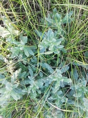 Teucrium