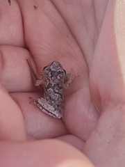 Hyla femoralis