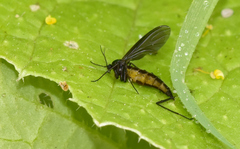 Sciara hemerobioides