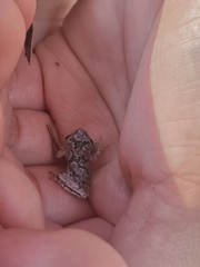 Hyla femoralis